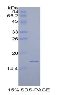 Figure 1. SDS-PAGE