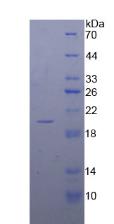 Figure 2. SDS-PAGE