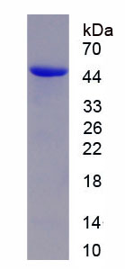 Figure 1. SDS-PAGE