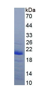 Figure 1. SDS-PAGE
