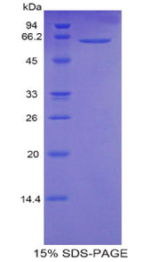 Figure 1. SDS-PAGE