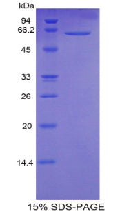 Figure 1. SDS-PAGE