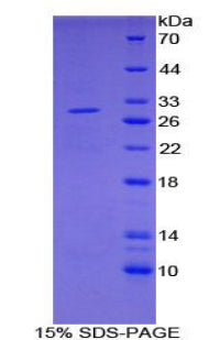 Figure 1. SDS-PAGE