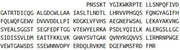 Recombinant Calpain 1 (CAPN1), RPU40583