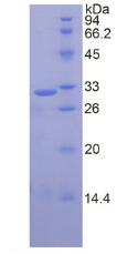 Figure 2. SDS-PAGE