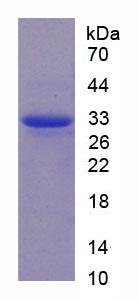 Figure 3. SDS-PAGE