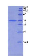 Figure 2. SDS-PAGE