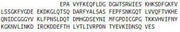 Recombinant Calreticulin (CALR), RPU40589