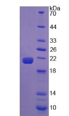 Figure 3. SDS-PAGE