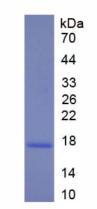 Figure 1. SDS-PAGE
