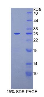 Figure 1. SDS-PAGE