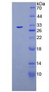 Figure 2. SDS-PAGE