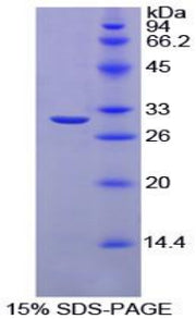 Figure 1. SDS-PAGE