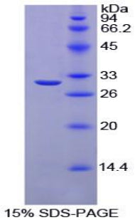 Figure 1. SDS-PAGE