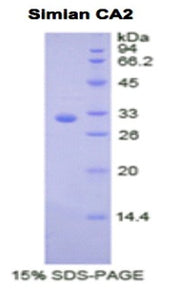 Figure 1. SDS-PAGE