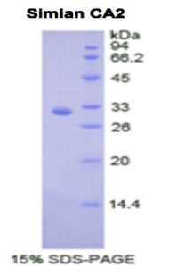 Figure 1. SDS-PAGE
