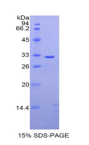 Figure 1. SDS-PAGE