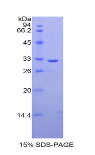 Figure 1. SDS-PAGE