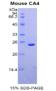 Figure 1. SDS-PAGE