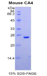 Figure 1. SDS-PAGE