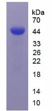 Figure 2. SDS-PAGE