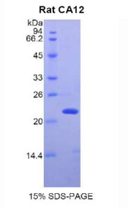 Figure 1. SDS-PAGE