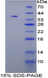 Figure 1. SDS-PAGE