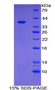 Figure 1. SDS-PAGE
