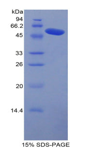 Figure 1. SDS-PAGE