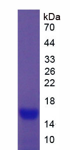 Figure 1. SDS-PAGE