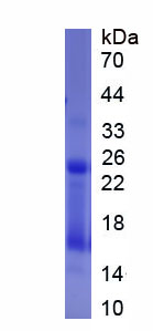 Figure 3. SDS-PAGE