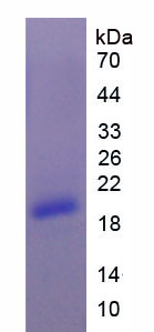 Figure 1. SDS-PAGE