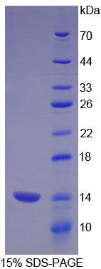 Figure 1. SDS-PAGE