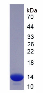 Figure 1. SDS-PAGE