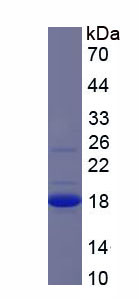 Figure 1. SDS-PAGE