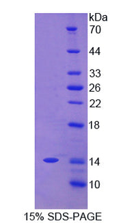 Figure 1. SDS-PAGE