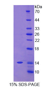 Figure 1. SDS-PAGE