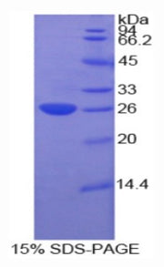 Figure 1. SDS-PAGE