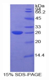 Figure 1. SDS-PAGE
