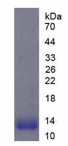 Figure 1. SDS-PAGE