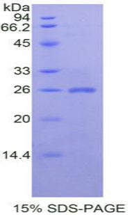 Figure 2. SDS-PAGE