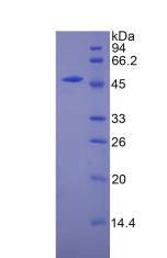 Figure 2. SDS-PAGE