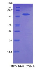 Figure 1. SDS-PAGE