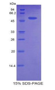 Figure 1. SDS-PAGE
