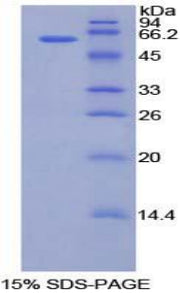 Figure 1. SDS-PAGE