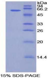 Figure 1. SDS-PAGE