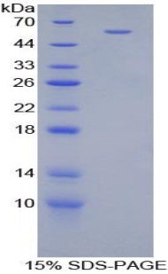 Figure 1. SDS-PAGE