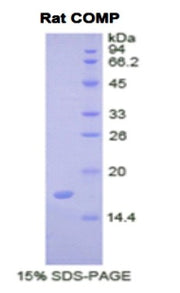 Figure 1. SDS-PAGE