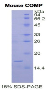 Figure 1. SDS-PAGE