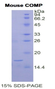 Figure 1. SDS-PAGE